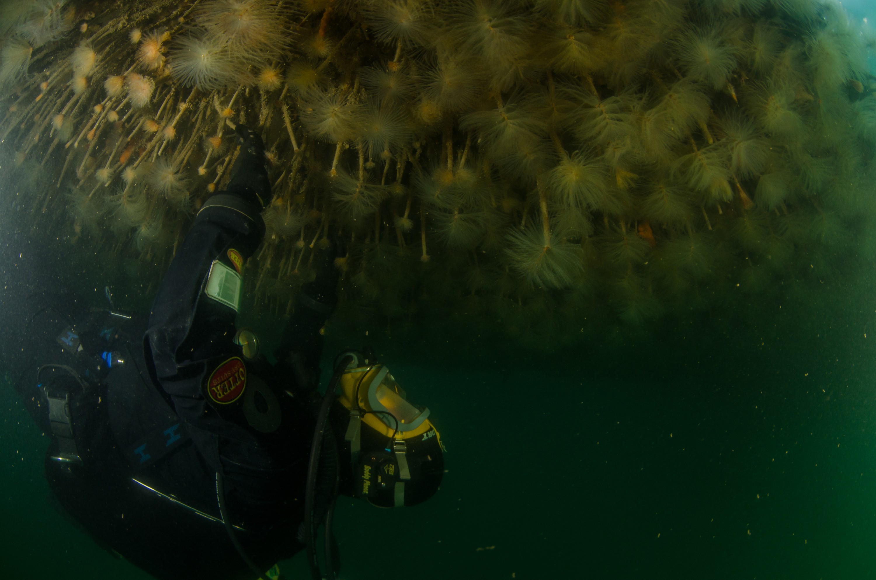DSC_3137 – Mediterranean, fanworm, Sabella, spallanzanii, marine, pest, Auckland, underwater, crispin, nz, new, zealand, new zealand, fan, worm, marine, pest, invasive, Biosecurity